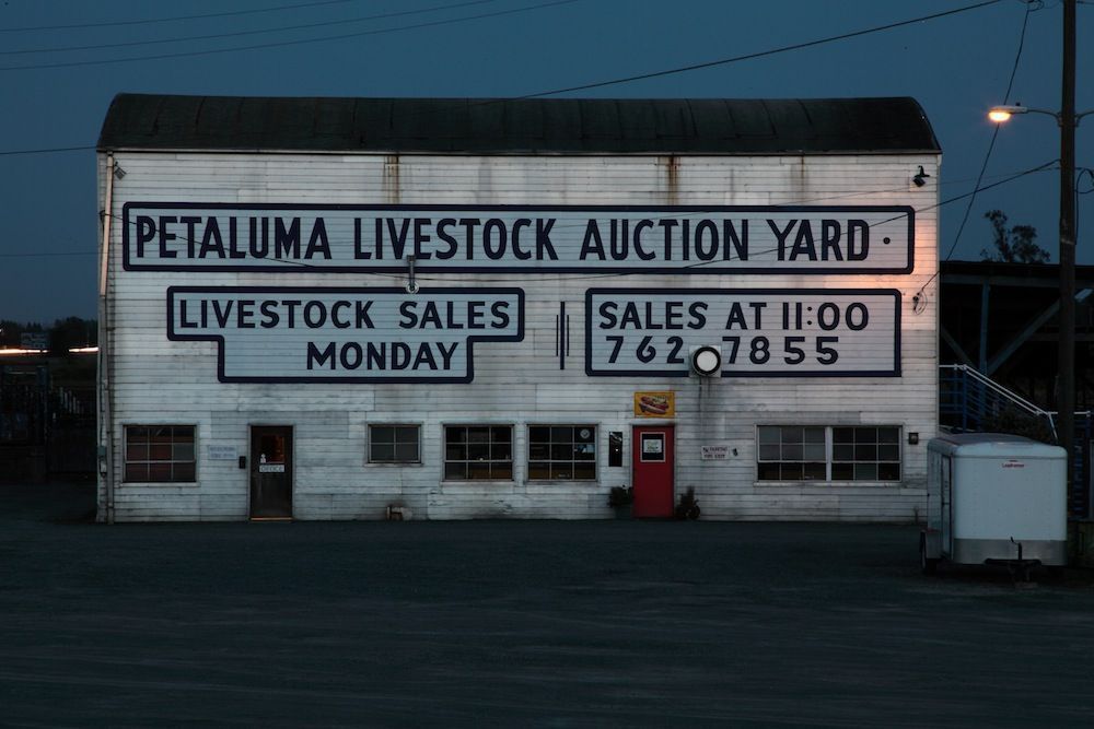 Petaluma_Livestock_Auction