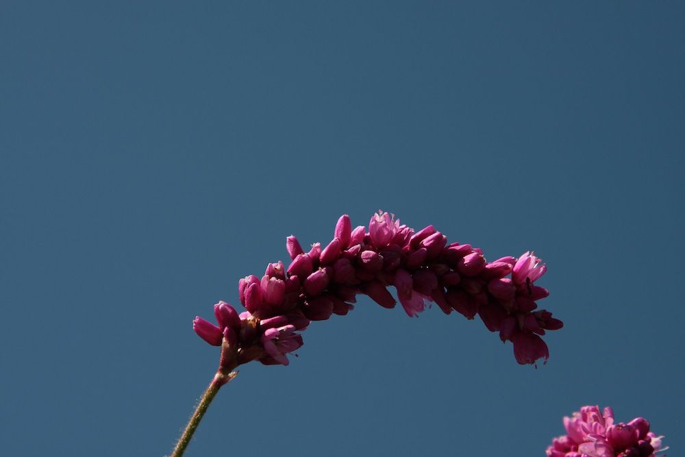 chalk-hill-flower-and-blue-sky
